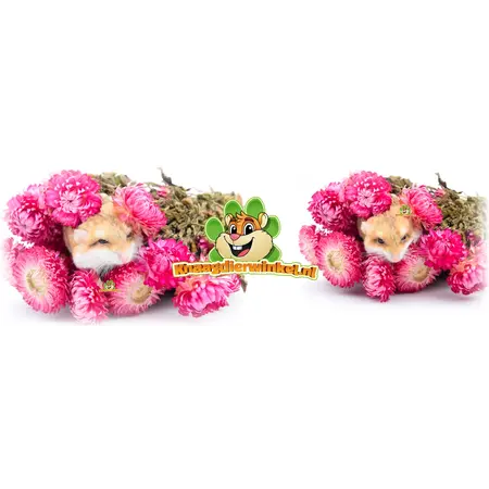 Knaagdier Kruidenier Suszone truskawki ciemnoróżowe