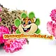 Knaagdier Kruidenier Getrocknete Strohblumen Dunkelrosa