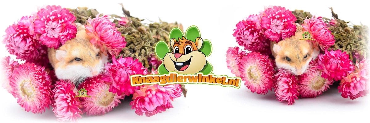 Strohblumen rosa Hamsterscaping mit Rennmaus