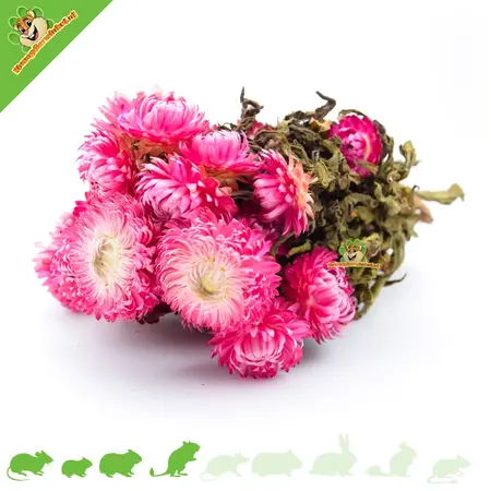Knaagdier Kruidenier Flores de paja secas de color rosa oscuro
