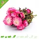 Knaagdier Kruidenier Flores de paja secas de color rosa oscuro