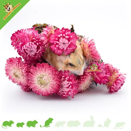 Knaagdier Kruidenier Flores de paja secas de color rosa oscuro