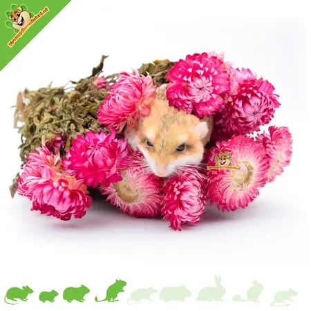 Knaagdier Kruidenier Gedroogde Strobloemen Donker Roze