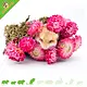 Knaagdier Kruidenier Flores de paja secas de color rosa oscuro