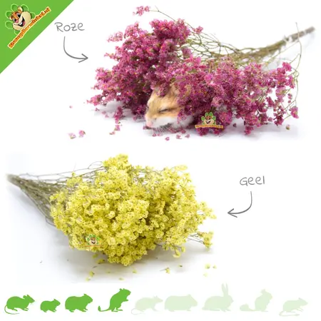 Knaagdier Kruidenier ¡Cosecha de flores secas de lavanda marina para decoración de jardines para hámsteres!