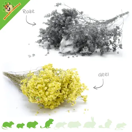 Knaagdier Kruidenier Dried Sea Lavender Flowers Harvest for Hamsterscaping!
