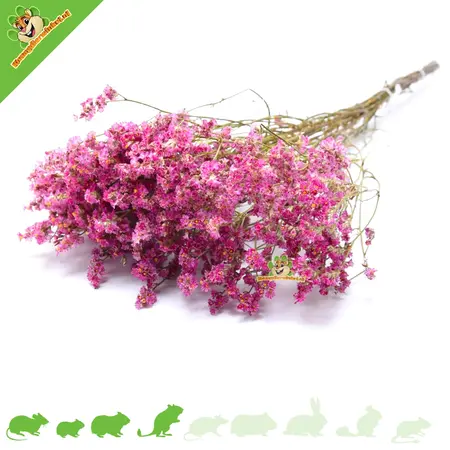 Knaagdier Kruidenier Dried Sea Lavender Flowers for Hamsterscaping!