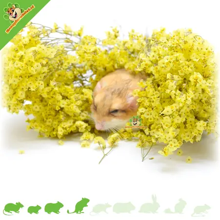 Knaagdier Kruidenier Récolte de fleurs de lavande de mer séchées pour l'aménagement paysager avec des hamsters !