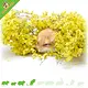 Knaagdier Kruidenier Dried Sea Lavender Flowers Harvest for Hamsterscaping!
