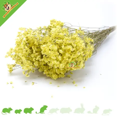 Knaagdier Kruidenier ¡Cosecha de flores secas de lavanda marina para decoración de jardines para hámsteres!