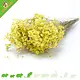 Knaagdier Kruidenier Dried Sea Lavender Flowers Harvest for Hamsterscaping!