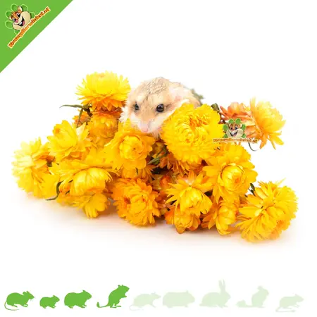 Knaagdier Kruidenier Fleurs de paille séchées jaunes