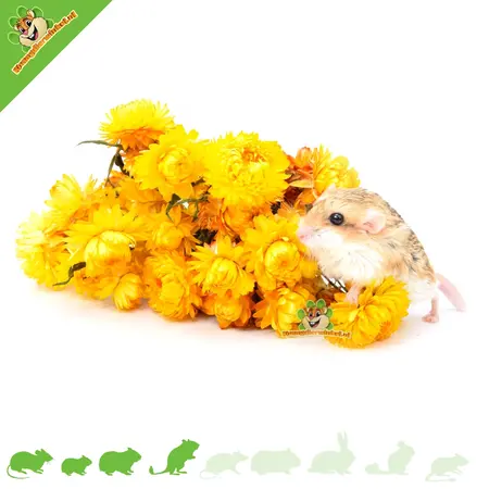 Knaagdier Kruidenier Flores De Paja Secas Amarillas