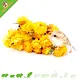 Knaagdier Kruidenier Flores De Paja Secas Amarillas