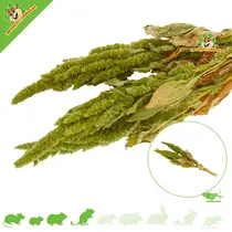 Amaranth-Erntegrün