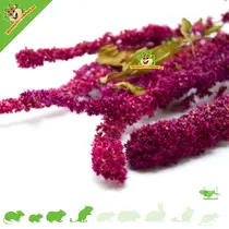 Amarantus Harvest Red