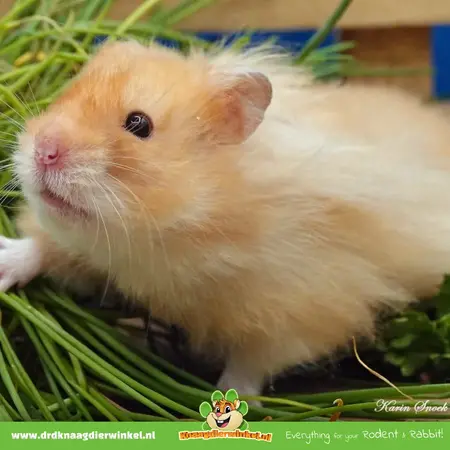 Knaagdier Kruidenier Świeża organiczna trawa dla kotów