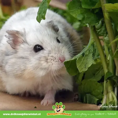 Knaagdier Kruidenier Świeża roślina BIO poziomka poziomkowa