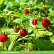 Knaagdier Kruidenier Fresh Organic Wild Strawberry Plant