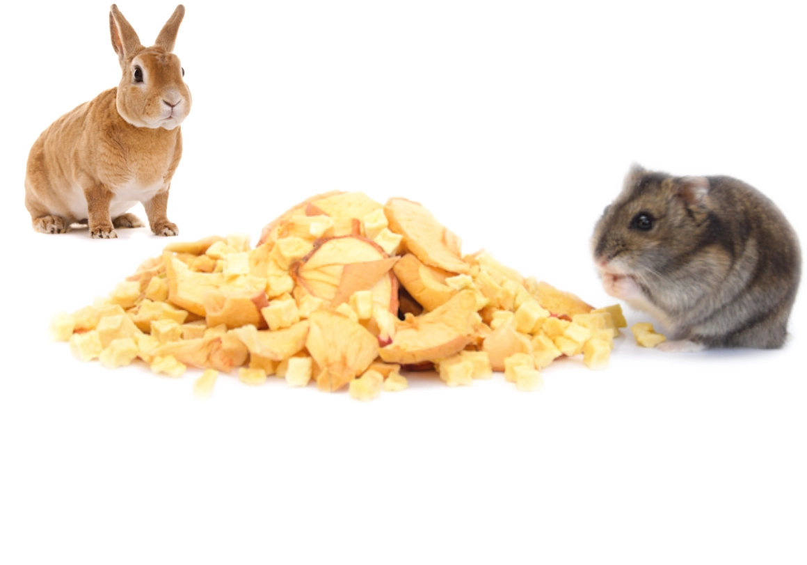 rodent fruit, knaagdier fruit, hamster met aardbei
