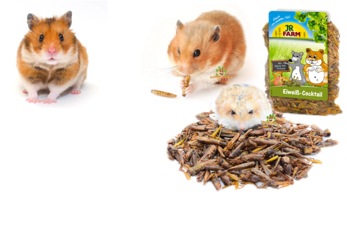protéines animales pour rongeurs omnivores hamsters