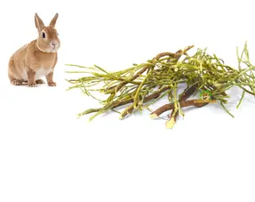 Getrocknete Äste und Stängel