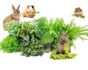 Plantes anti-rongeurs fraîches