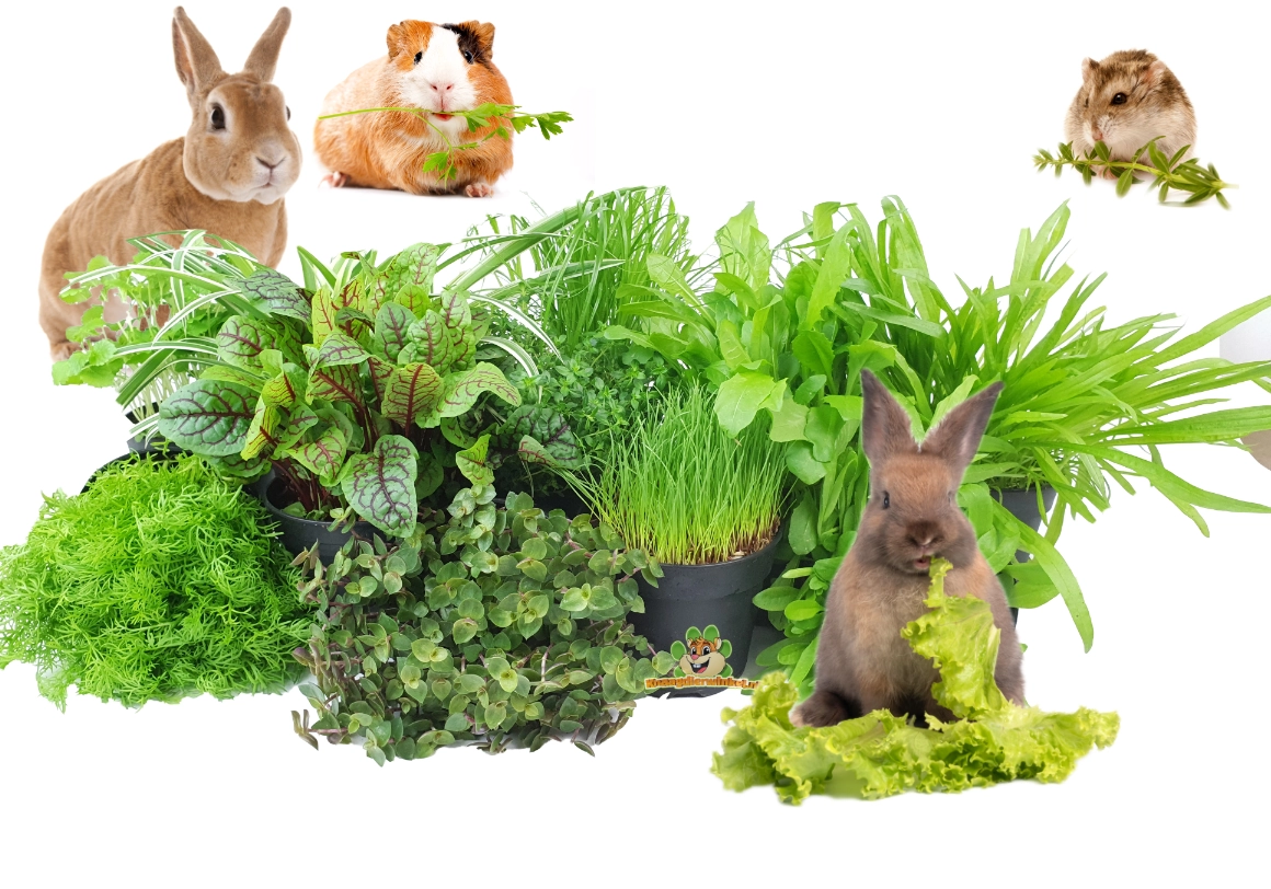 knaagdierwinkel verse knaagdier planten graslelie, weegbree, paardenbloem, kamille
