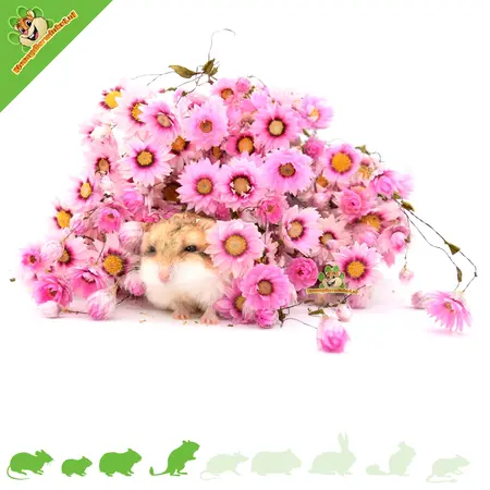 Knaagdier Kruidenier Dried Daisies