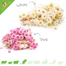 Dried Paper Daisies