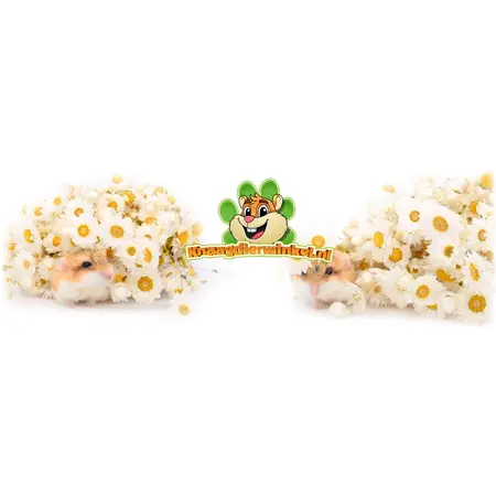 Knaagdier Kruidenier Getrocknete Gänseblümchen