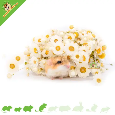 Knaagdier Kruidenier Dried Daisies