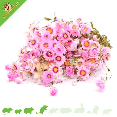 Knaagdier Kruidenier Dried Daisies