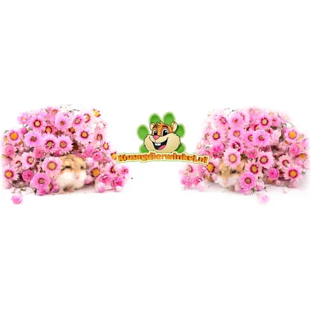 Knaagdier Kruidenier Dried Daisies