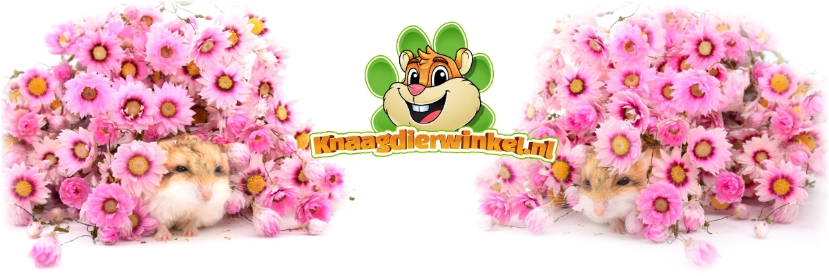 Nagetier Lebensmittelhändler geräucherte Papiergänseblümchen