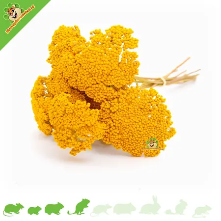 Knaagdier Kruidenier Fleurs d'achillée millefeuille séchées