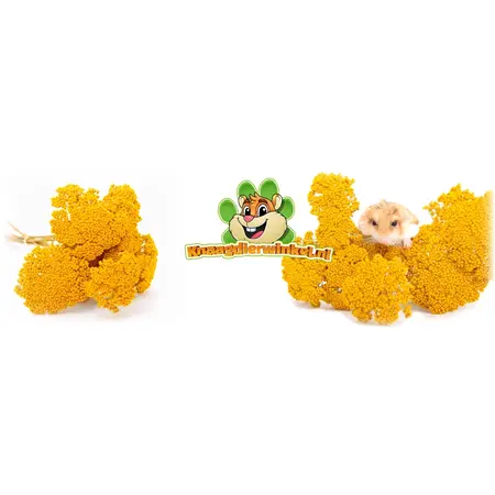 Knaagdier Kruidenier Getrocknete Schafgarbenblüten