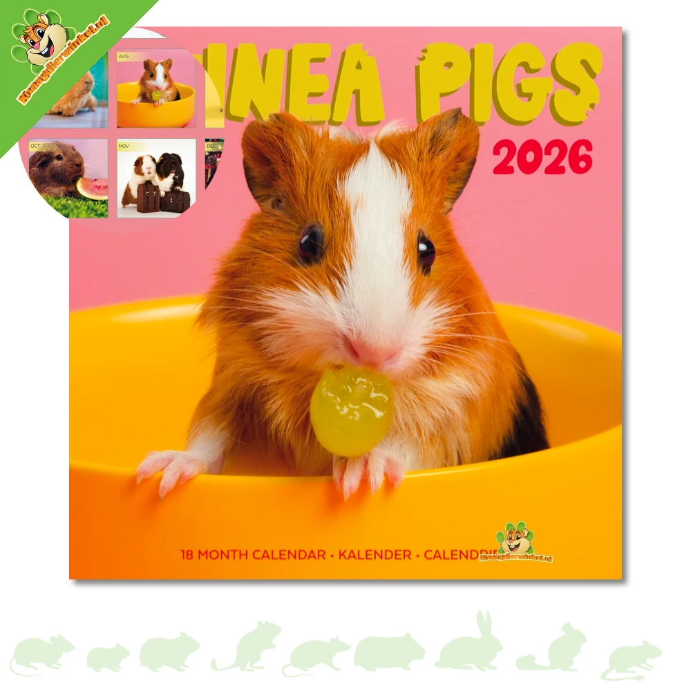Guinea Pig Calendar 2025 DRD Knaagdierwinkel Rodentshop Guinea Pig Calendar 2025