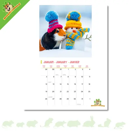 Calendrier des cochons d'Inde 2026