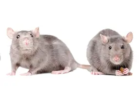 Informationen über Ratten