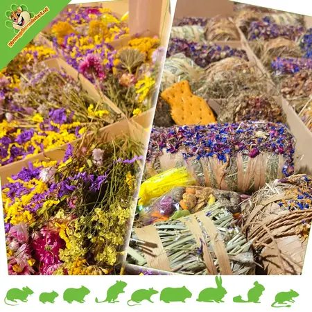 Knaagdierwinkel® Easter Sniffing Box Easter Package