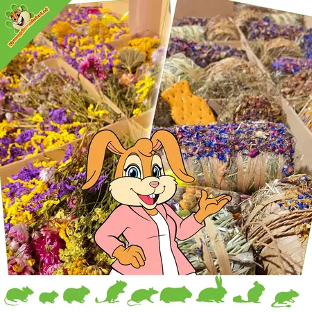 Knaagdierwinkel® Coffret de Pâques à renifler