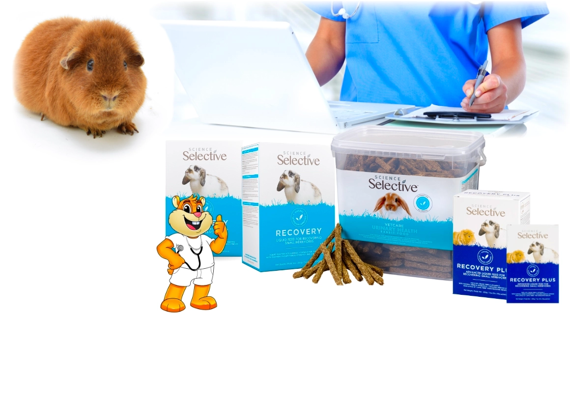 Speciaalvoeding & Dwangvoeding voor Cavia’s | Medische Voeding & Zorg
