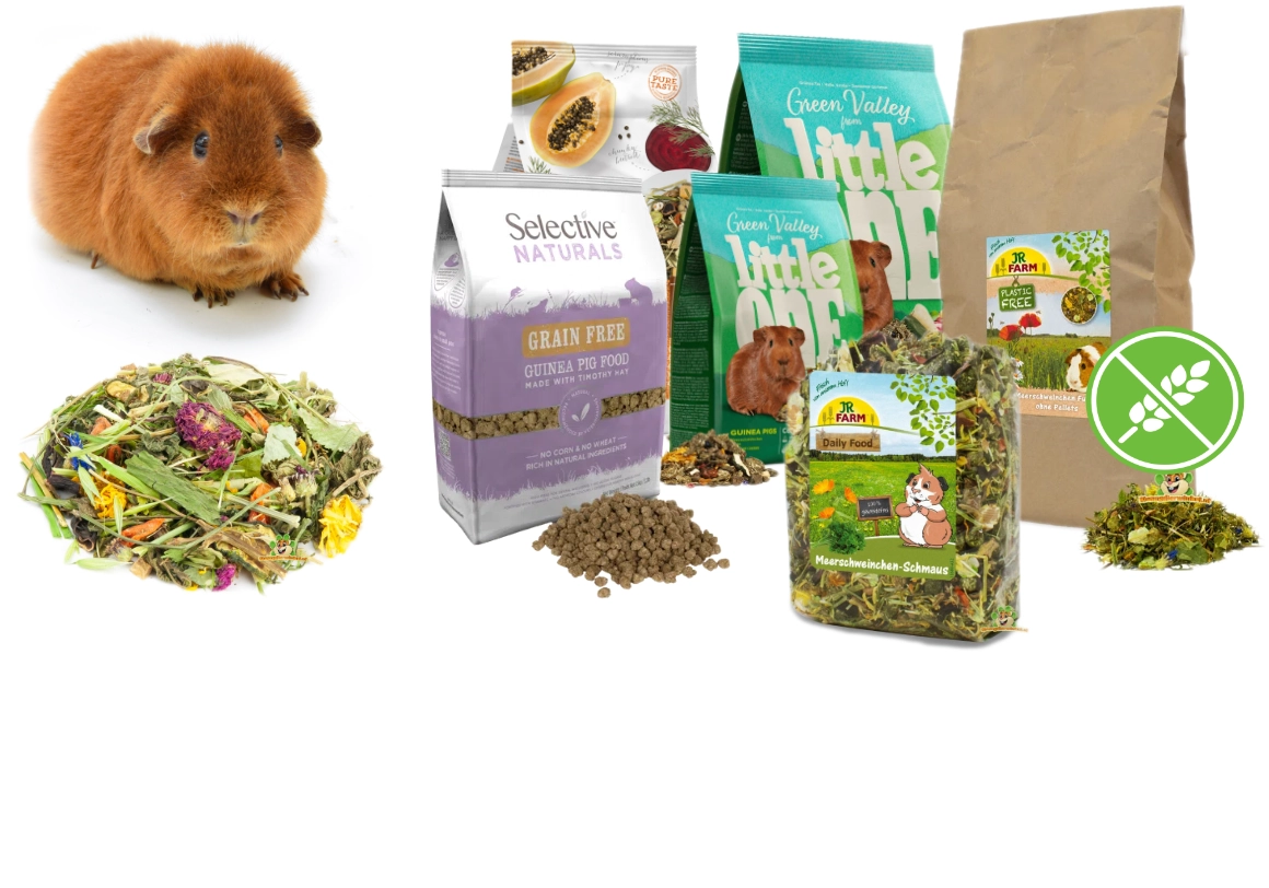 Cobaya con comida para cobayas y heno