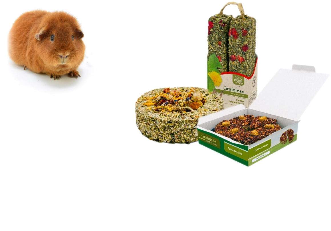 L'heure du goûter pour les cobayes : récompense et recherche de nourriture