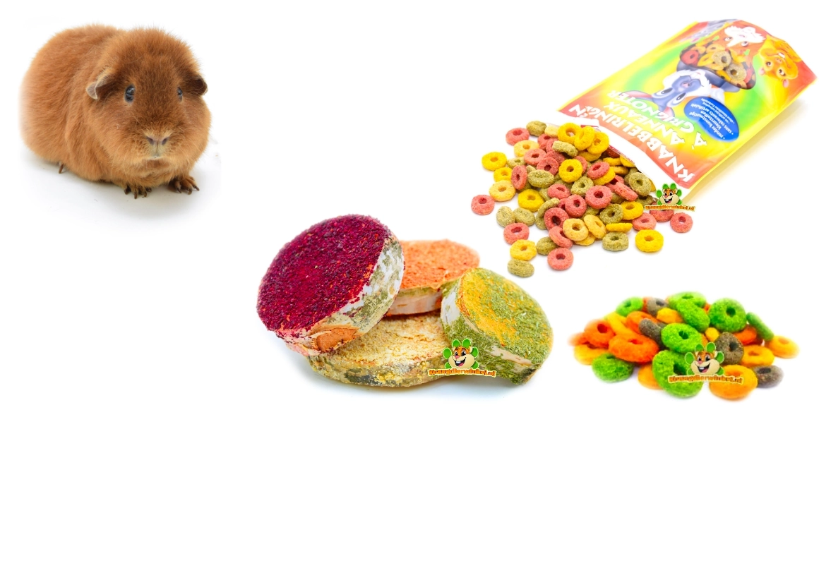 Cochon d'Inde – l'heure du goûter en guise de récompense