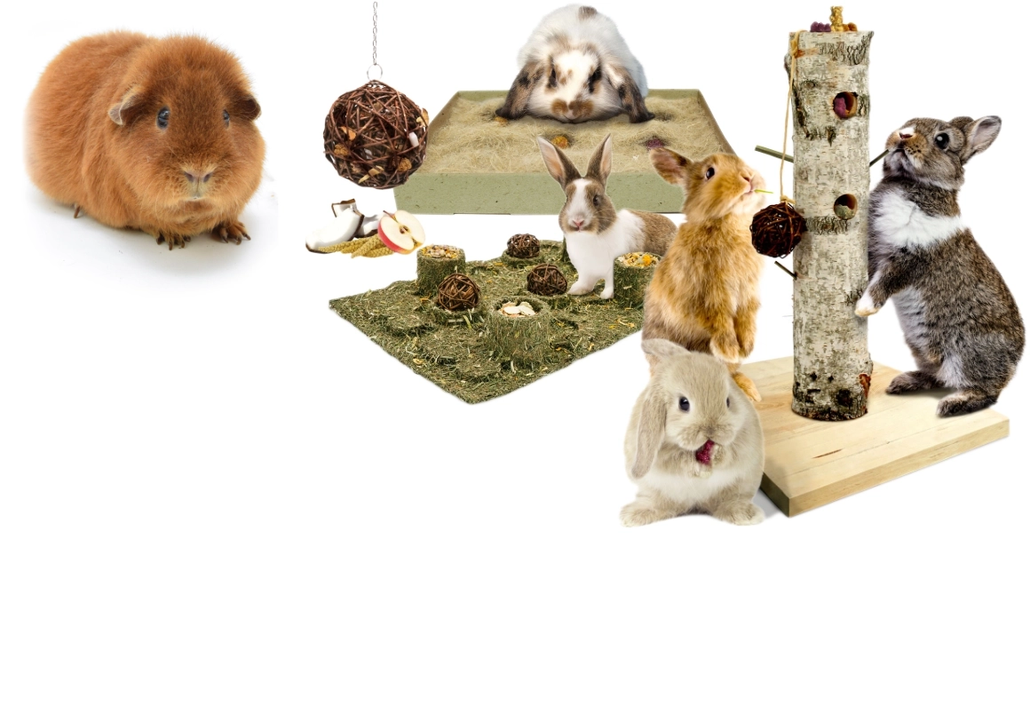 Cobaya con juguetes y golosinas para mantenerse activa