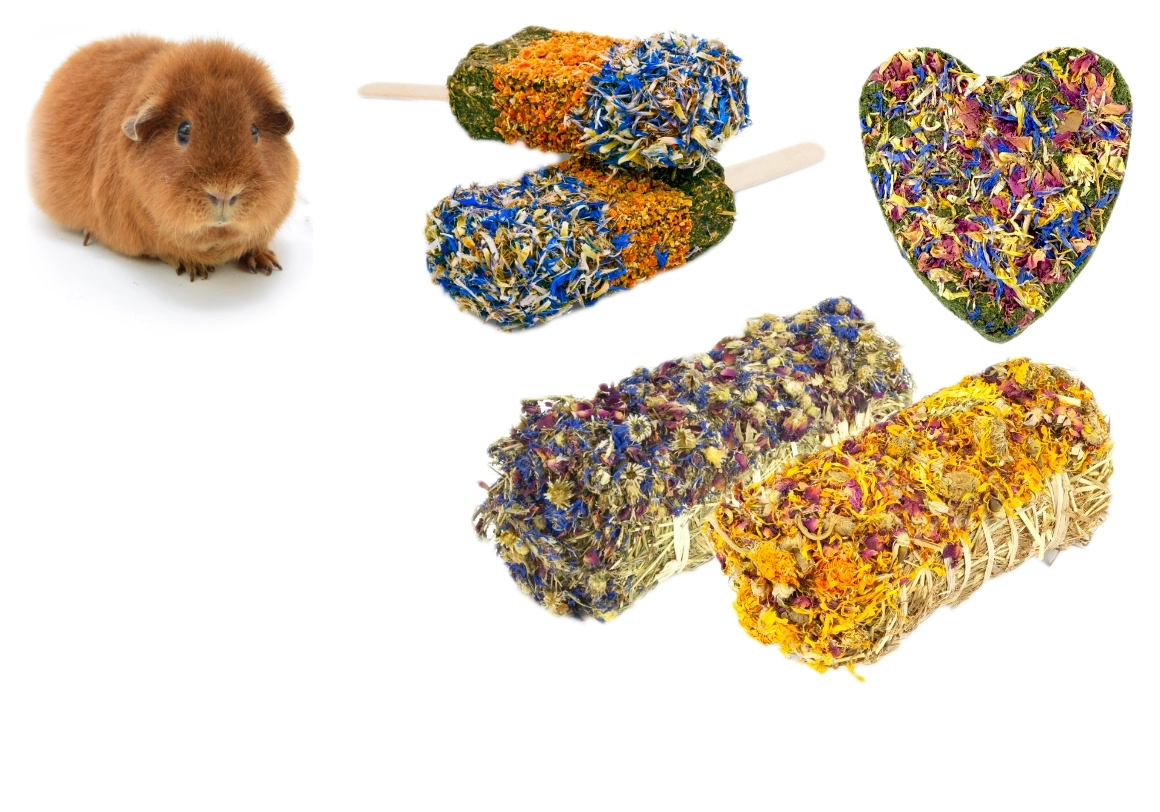 Cobaya con snacks de hierbas, heno y hierbas