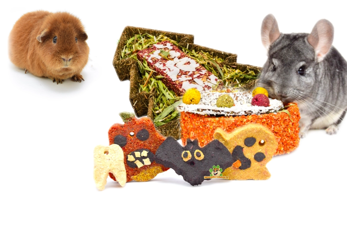 Cobaya con golosinas especiales, heno y dulces festivos.