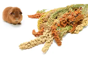 Semillas y granos para cobayas